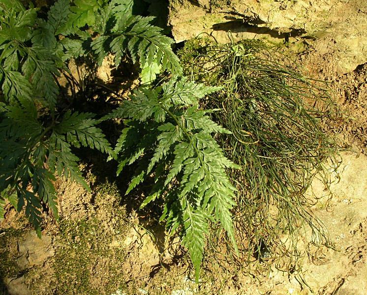 Asplenium septentrionale / Asplenio settentrionale